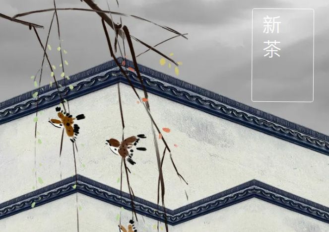 太極莊新菊上市！白菊婉清顏，芳香滿庭院